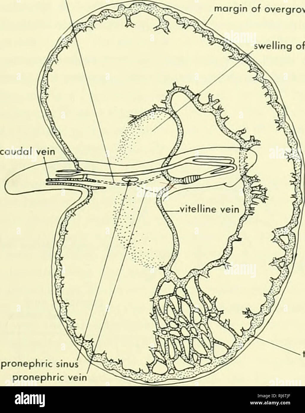 . La morphologie des chordés. La morphologie (animaux) ; Chordés. teriorly subintestinal, comme les veines, à l'oeuf manomanette où ils descendent sur le blastodisc pour entrer dans le sinus terminal. La gauche est beaucoup plus subintestinal, et à l'œuf" une branche apparaît qui fait le tour de l'œuf d'air sur la gauche et se connecte avec la veine vitelline antérieure gauche. Ce réservoir peut être identifié comme le volk-essuyage shunt. Comme l'intestin se développe, le cloaque contacts le procto- traiter zone entre la face antérieure des continuations de la désormais seule (Fused) veine caudale. Un court-circuit, en avant la projection, droit d'œuf-essuyage sh Banque D'Images