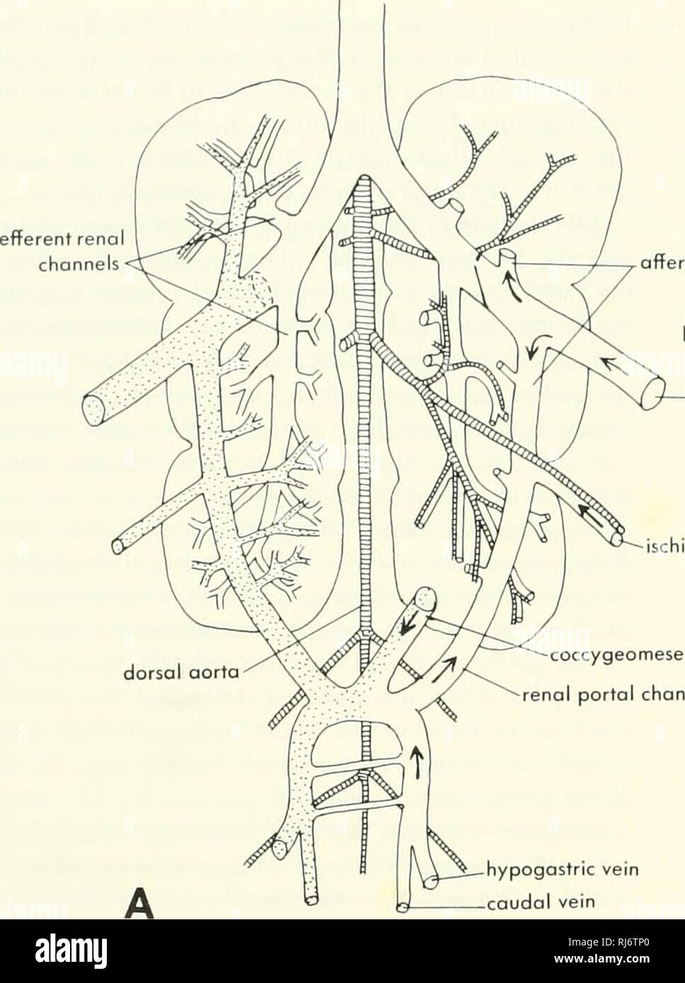 . La morphologie des chordés. La morphologie (animaux) ; Chordés. veine efférente renol afférentes satellite le trou du diaphragme efférente iliaque externe des lobes ischioc coccygeomesenteric onterior portail réseau rénale. Veuillez noter que ces images sont extraites de la page numérisée des images qui peuvent avoir été retouchées numériquement pour plus de lisibilité - coloration et l'aspect de ces illustrations ne peut pas parfaitement ressembler à l'œuvre originale.. Jolie, Malcolm. Reinhold, New York Banque D'Images