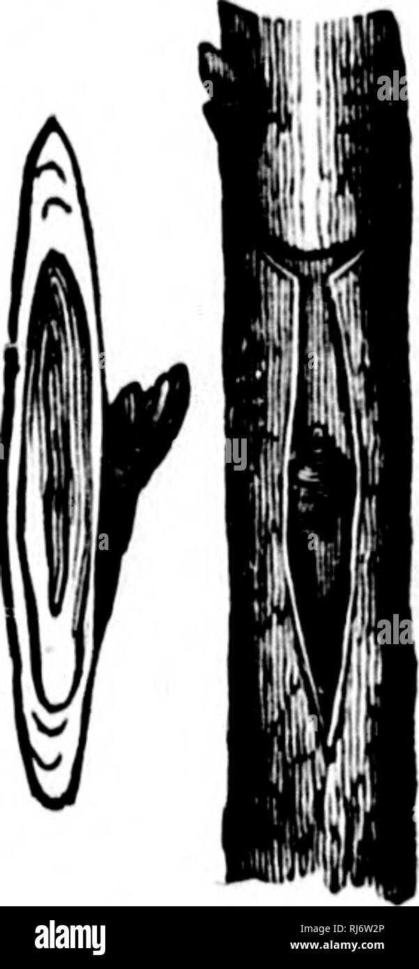 . Les fruits, fleur, et cuisine gardener [microforme] : un guide pour toutes les questions relatives à la culture des fruits, fleurs et légumes et de leur valeur pour la culture dans ce climat. Jardinage ; fruits ; jardinage de fleur-culture ; Jardinage ; Floriculture ; horticulture fruitière. mh THB PROPAGATION D'ARBRES FRUITIERS. 15. l'opération. Après avoir fait les incisions dans l'écorce tho comme décrit ci-dessus, tenir le scion ou bâton de bourgeons dans tho main gauche, et découper l'un des bourgeons, avec une bande d'écorce et tho une tranche très fine de la bois, début de couper environ une demi-pouce au-dessus du b Banque D'Images