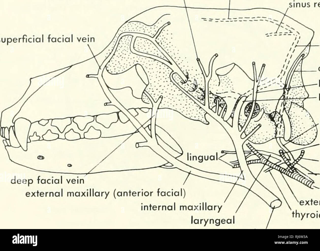 . La morphologie des chordés. La morphologie (animaux) ; Chordés. Temporale superficielle des sinus sinus sagittal supérieur je superficiel veine faciale rectus sinus transverse. postglenoid auriculaire postérieure occipitale postérieure carotide interne de la tige cérébrale profonde veine faciale antérieure maxillaire externe (maxillaire interne facia veine jugulaire externe laryngé Figure 11-32. Les veines de la tête dans le chien. (Après 1896), Lounay jugulaire interne de l'artère occipitale carotide externe carotide commune ventrolatérale thyroïde à l'extérieur de la capsule otique, le ganglion de la septième nerf, et l'intérieur (ci-dessous) le ganglion et racine de t Banque D'Images . La morphologie des chordés. La morphologie (animaux) ; Chordés. Temporale superficielle des sinus sinus sagittal supérieur je superficiel veine faciale rectus sinus transverse. postglenoid auriculaire postérieure occipitale postérieure carotide interne de la tige cérébrale profonde veine faciale antérieure maxillaire externe (maxillaire interne facia veine jugulaire externe laryngé Figure 11-32. Les veines de la tête dans le chien. (Après 1896), Lounay jugulaire interne de l'artère occipitale carotide externe carotide commune ventrolatérale thyroïde à l'extérieur de la capsule otique, le ganglion de la septième nerf, et l'intérieur (ci-dessous) le ganglion et racine de t Banque D'Images