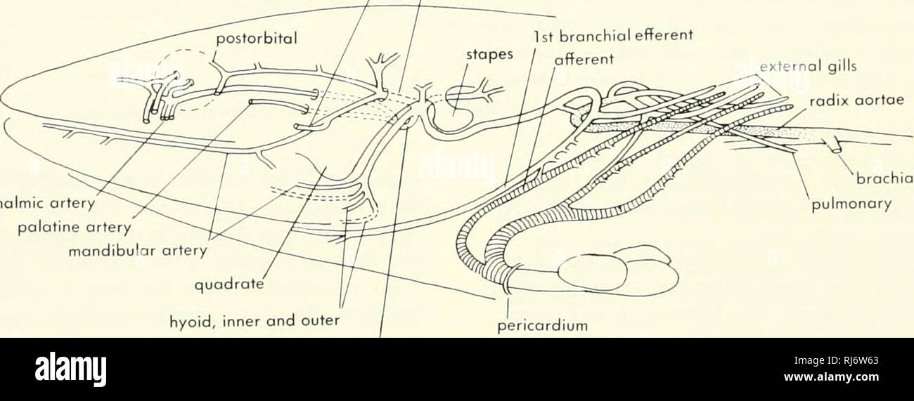 . La morphologie des chordés. La morphologie (animaux) ; Chordés. vertébrale externe (au-dessus des épines transverse) anneau autour de la cavité tympanique au niveau des vaisseaux brachiale courtement palatine maxillaire externe de l'artère pulmonaire l'artère carotide interne dans la gorge de la base du maxillaire externe un ouaouaron pulmonaire maxillaire interne de l'artère ophtalmique, l'artère palatine artère mandibulaire hyoïde quadrangulaire, intérieur et extérieur de la carotide et de l'internol péricarde palatin des branchies externes radix aortes. Artère brachiale B pulmonaire NECTURUS Figure 11-28. Artères antérieure de Rana et Necturus comme vu dans semidiogrommatic la fin Banque D'Images