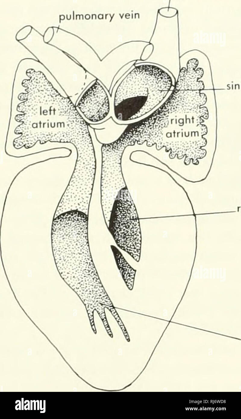 . La morphologie des chordés. La morphologie (animaux) ; Chordés. veine cardinale antérieure droite (precava) artère cardiaque du ventricule gauche^ carotides arc pulmonaire sinus veineux du ventricule droit, le ventricule gauche. chambre chambre B du côté de valve semi-lunaire de Ponizza foramen. Veuillez noter que ces images sont extraites de la page numérisée des images qui peuvent avoir été retouchées numériquement pour plus de lisibilité - coloration et l'aspect de ces illustrations ne peut pas parfaitement ressembler à l'œuvre originale.. Jolie, Malcolm. Reinhold, New York Banque D'Images