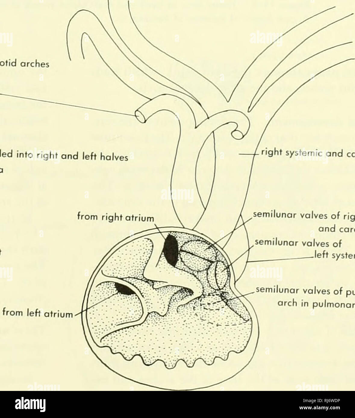 . La morphologie des chordés. La morphologie (animaux) ; Chordés. roit carotides et systémique. Valvule auriculo-ventriculaire droit et systémique, ^arch carotide artère pulmonaire Veine pulmonaire près du sinus divisé en deux moitiés droite et gauche en ouverture de l'oreillette gauche otriui poche pulmonaire valves semi-lunaires de la carotide droite et systémique des valves semi-lunaires arches aortique gauche des valves semi-lunaires arc pulmonaire en poche pulmonaire B Figure 11-2. Vue dorsale du cœur et les vaisseaux sanguins principaux du plu'mambh. A, et moitié antérieure du cœur comme vu de derrière, B. LE COEUR • 341. Veuillez noter que ces images sont e Banque D'Images