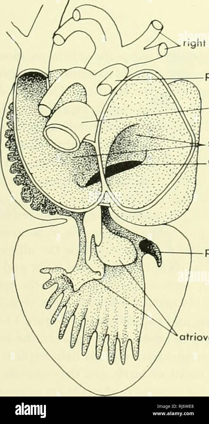 . La morphologie des chordés. La morphologie (animaux) ; Chordés. dont le cœur est la contraction. Un autre modifica- tion des tissus cardiaques est le "squelette" trouvés dans les bases des principaux vaisseaux, du cœur. Chez différentes espèces c'est peut-être en partie, fibreux, cartilagineux ou ossifié. Reptiles le coeur de la reptile est fondamentalement trois chambres mais conserve un peu du sinus veineux. Ce coeur de diffisrs le mammifère en que trois navires d'en sortir : deux lignes de systémique, le roulement droit les deux carotides, et un tronc pulmonaire. Dans Tupmamhis (figure 11-2) les deux oreillettes sont com Banque D'Images