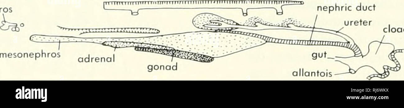 . La morphologie des chordés. La morphologie (animaux) ; français. SEGMENTS DU CORPS 100 HEURES STADE 26 5 JOURS STADE 28 7|8|9|10|11|12|13|14|15|16|17|18|19|20|21|22|23|24|25|26|27|28|29|30|31|32|33|34|35|36|37|38|39|40| conduit Mullériennes pronéphros mésonéphros . metonephric cloaque du blastème" J ' ^^»^^^^^s^^EJ sr" gut queue proctodeum pronéphros uretère conduit néfreux cloaque. B mésonéphros "j,^ ^ j 6 jours des gonades surrénales aorte dorsale ÉTAPE 31. Veuillez noter que ces images sont extraites de la page numérisée des images qui peuvent avoir été retouchées numériquement pour plus de lisibilité - coloration et l'apparition de ces mauvais Banque D'Images