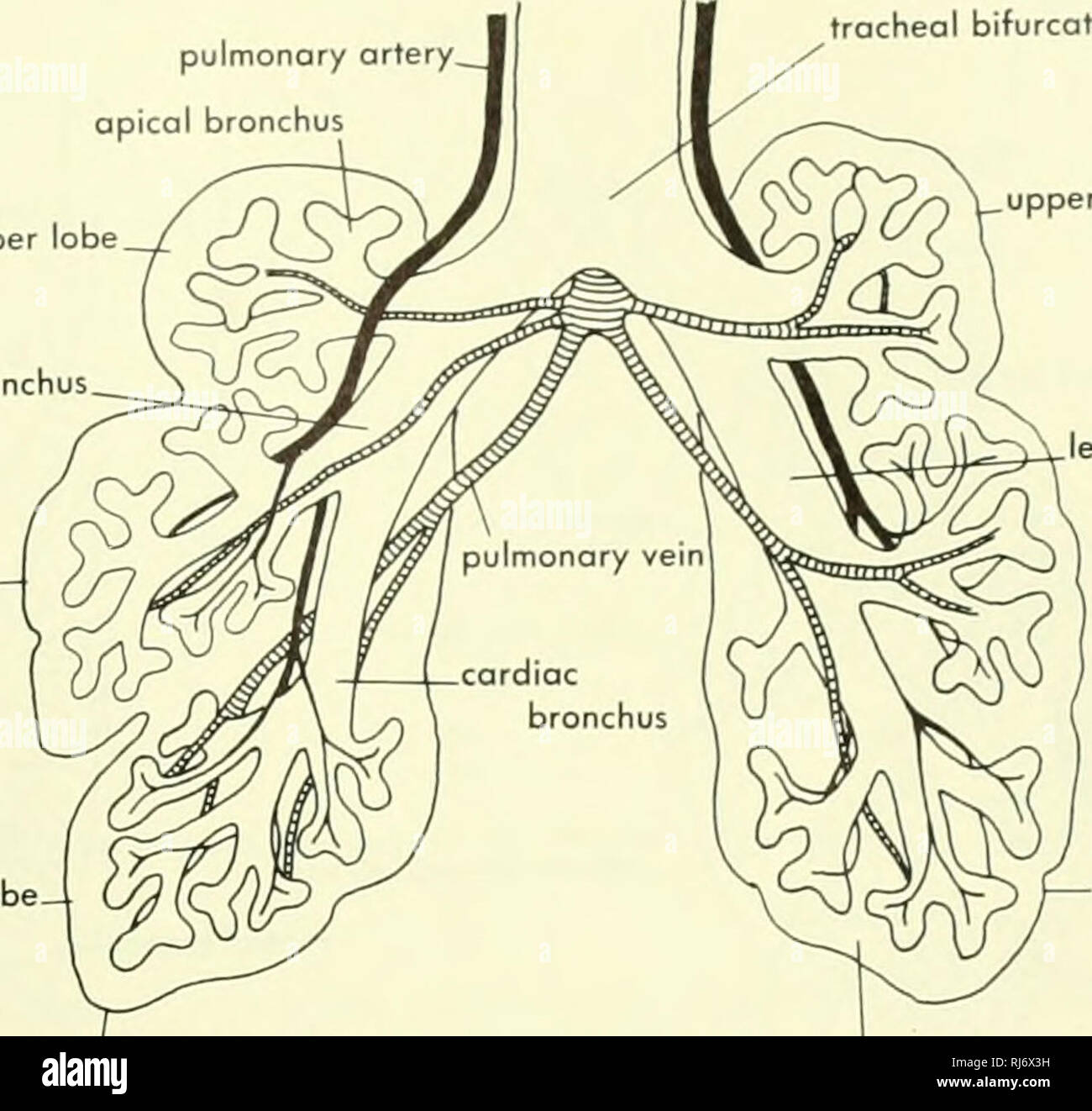 . La morphologie des chordés. La morphologie (animaux) ; Chordés. artère pulmonaire, bifurcation trachéale bronches apical de la bronche droite milieu lobe inférieur du lobe supérieur gauche. bronche ébauche de la plèvre viscérale B le lobe inférieur de primordium mésenchymateuses stroma de lung 8 mm 20 mm La figure 9-29. Tfiree étapes dans le développement des poumons de l'o. Patten, 1946 (après) l'origine sur le pubis, cette feuille musculaire fans out et in- serts sur la marge postérieure libre du foie. Il appelle l'arrière de la masse du foie et du coeur, augmentant ainsi le volume thoracique. Un mécanisme similaire est observé dans le Turtle Banque D'Images