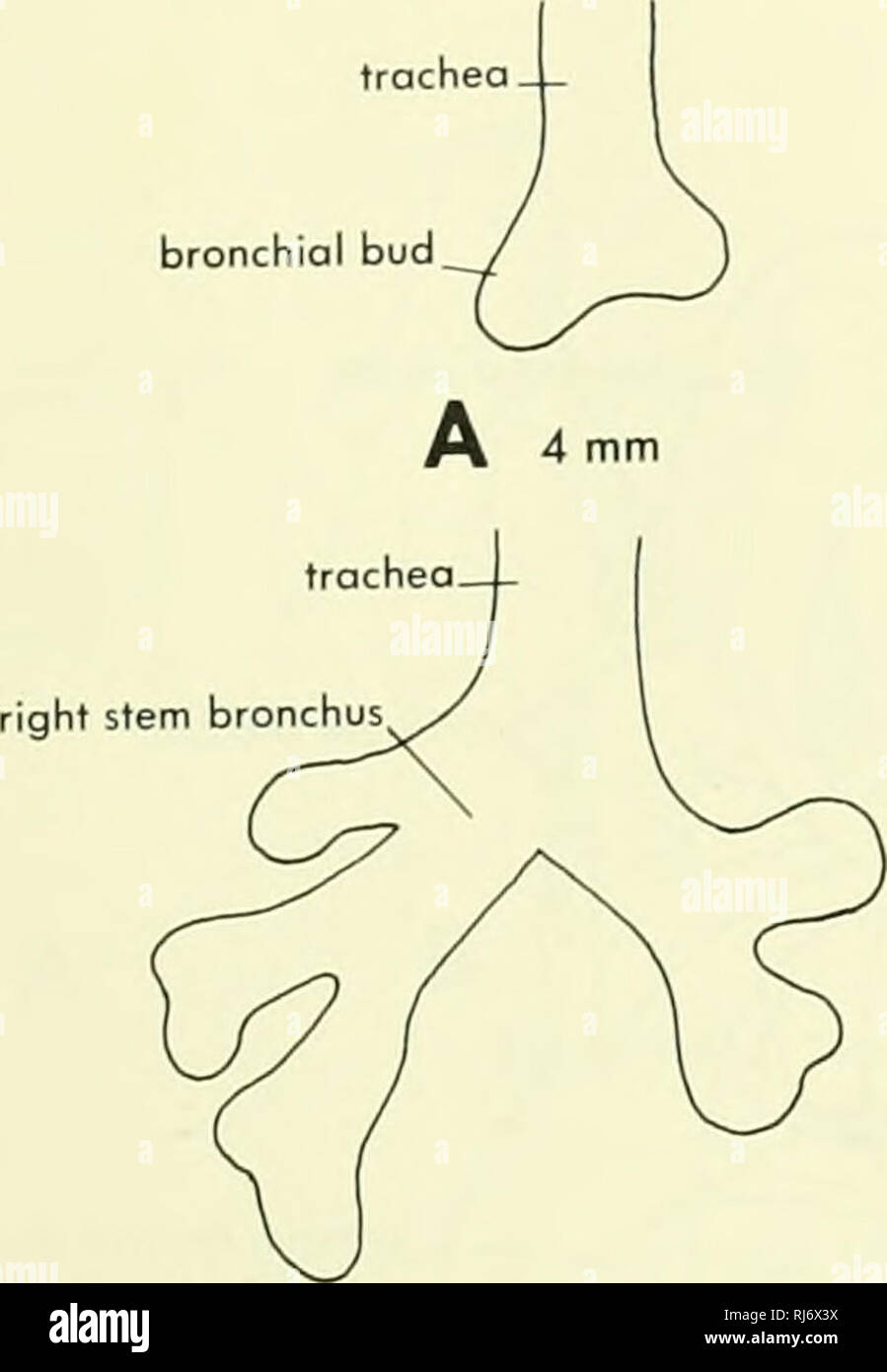 . La morphologie des chordés. La morphologie (animaux) ; Chordés. bourgeon bronchique trachée. artère pulmonaire, bifurcation trachéale bronche apicale bronche droite supérieur lobe inférieur moyen supérieur. Veuillez noter que ces images sont extraites de la page numérisée des images qui peuvent avoir été retouchées numériquement pour plus de lisibilité - coloration et l'aspect de ces illustrations ne peut pas parfaitement ressembler à l'œuvre originale.. Jolie, Malcolm. Reinhold, New York Banque D'Images