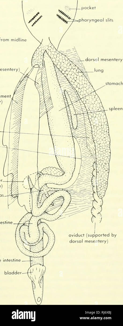 . La morphologie des chordés. La morphologie (animaux) ; Chordés. Fentes pharyngiennes .poche petit intestin mésentère dorsal tiré sur la ligne médiane de l'gastrohepotic (ligament suspenseur du mésentère) ligomenty la rate (méso) oviducte mésentère de lung  Marge de mésentère dorsal^ stomacfi- Vésicule biliaire (ligne pointillée) pancréas. petit intestin. oviducte (pris en charge par le mésentère dorsal) gros intestin B conduit Mullériennes cloaque ouvert Figure 9-11. Vues ventrolatérale des viscères de Crypfobronchus Necfurus, A, et B., LE TUBE DIGESTIF ET LES STRUCTURES CONNEXES • 263. Veuillez noter que ces images sont ext Banque D'Images