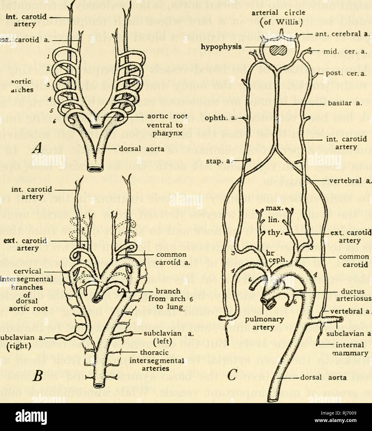 . La les chordés. Chordés. Mammalia : Systèmes viscérale 627 cercle artériel (d'Willisj. Un sous-clavière aorte dorsale mammaire interne Fig. 477. Diagrammes illustrant les changements qui se produisent dans les arcs aortiques des embryons de mammifères. (A) plan de masse de l'ensemble complet des arcs aortiques. (B) tôt dans la modification d'arches. (C) Dérivés des arcs aortiques, ceph (Fr..) ; l'artère brachiocéphalique (cer. a.) ; l'artère cérébrale (lin.) ; l'artère linguale (max.) de l'artère maxillaire ; (solution ophtalmique. a.) ; l'artère ophtalmique (stap. a.) stapedial ; artère (artère thyroïdienne). ton. (Adapté de plusieurs sources. Courtoisie, Patten : & Banque D'Images
