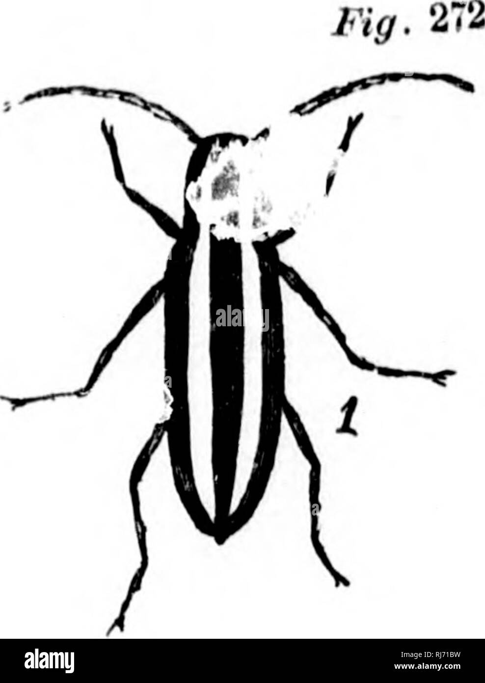 . Manuel de zoologie [microforme] : avec des exemples d'espèces canadiennes, récentes et combustibles :. Zoologie des invertébrés ; ; ; Zoologie Invertébrés. 270. Calasoma caltdum. 271. Saperda Candida, Fab. (1) Imago. (2) larve. tree-foreur," et un autre viUosus Stenocorus, est le " Chêne-émondeur", dont le nom indique son travail en brisant l'oiF petites branches des arbres par le percement de l'action de ses larves. Concentrateur assymétrique Monohammus* (¥g. 273), le coléoptère de pin, est également très destructrice ; son larvoe espèces détruire de grandes quantités de sciages de pin. Le Chrysomelidoi^ nonobstant la couleur or de Banque D'Images