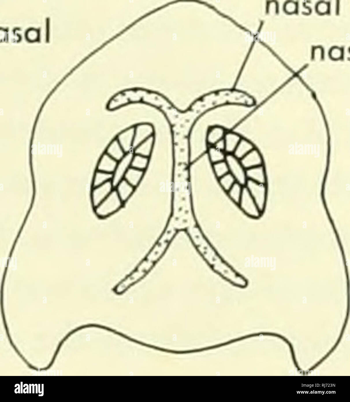 . La morphologie des chordés. La morphologie (animaux) ; ouverture nasale externe chordés. tectum septum nasal nasal. cartilage paranasaux lobes cerebrol B. Veuillez noter que ces images sont extraites de la page numérisée des images qui peuvent avoir été retouchées numériquement pour plus de lisibilité - coloration et l'aspect de ces illustrations ne peut pas parfaitement ressembler à l'œuvre originale.. Jolie, Malcolm. Reinhold, New York Banque D'Images
