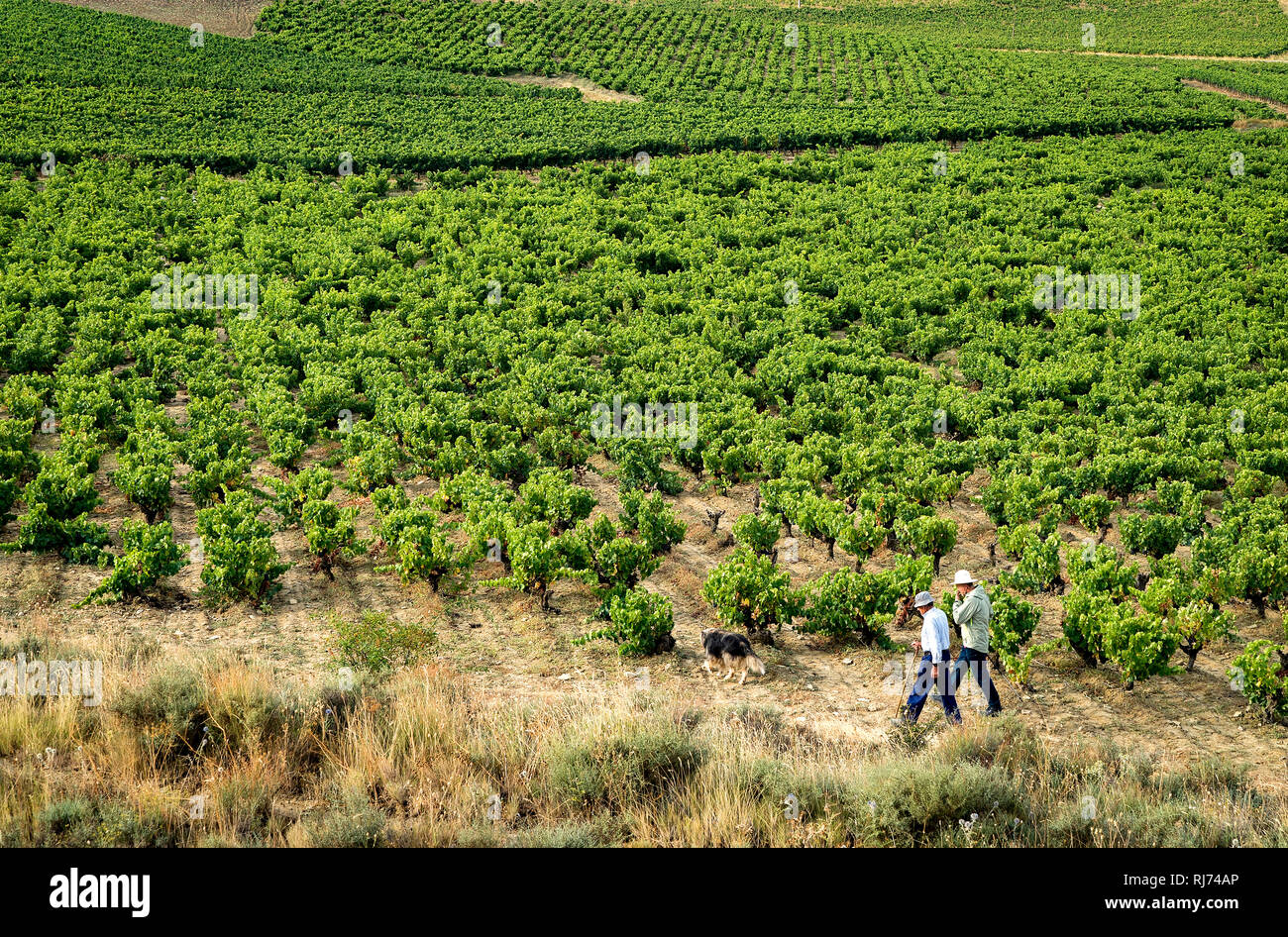 Vignoble d'Aibar. Navarre. Espagne Banque D'Images