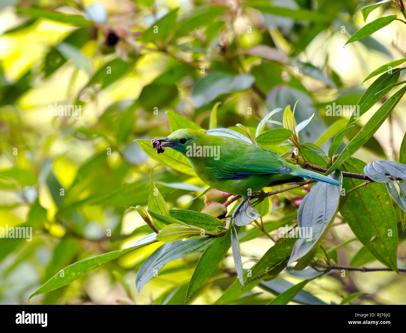 Blauflügel-Blattvogel Weibchen Chloropsis cochinchinensis, ( ), Kaeng Krachan, Thailande, Asie Banque D'Images