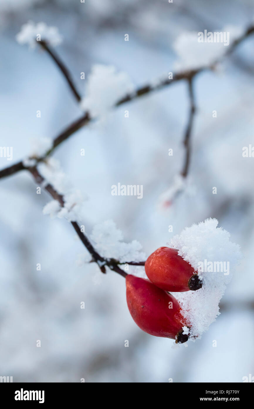 Schneebedeckte Hagebutten im Winter, rosa canina, Banque D'Images