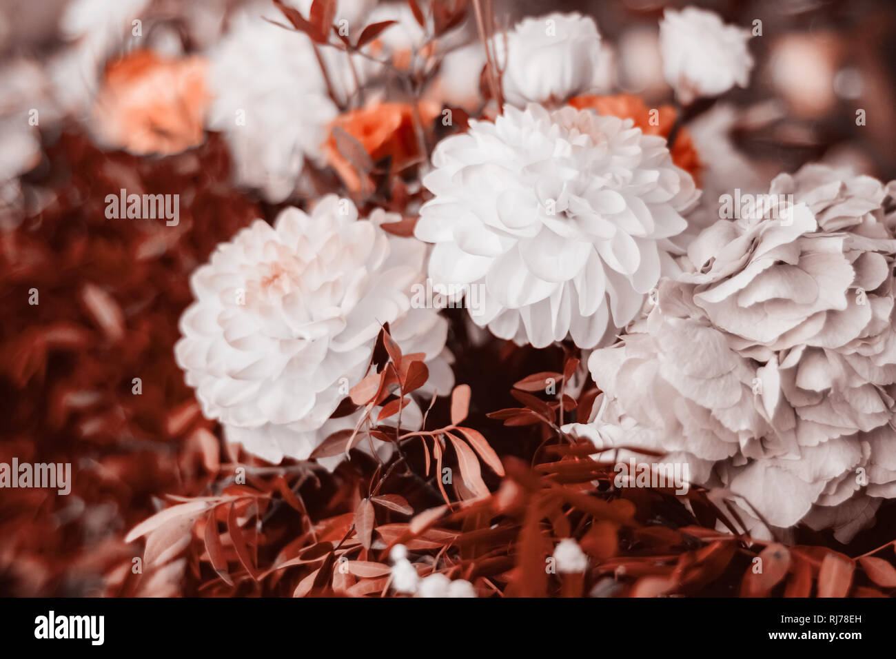 Beau bouquet de fleurs corail vivant de près. Concept naturel dans la vie d'offres couleur corail. Banque D'Images