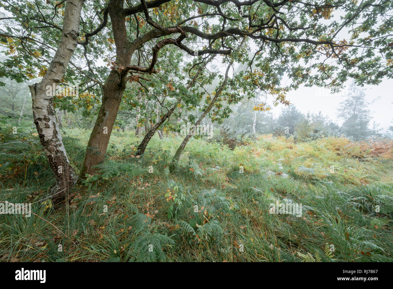 Les forêts mixtes à Guildford, Surrey Banque D'Images