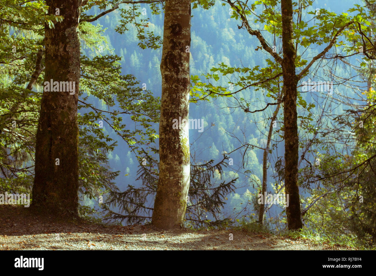 Drei Bäume in einer Reihe in den Bergen, Banque D'Images