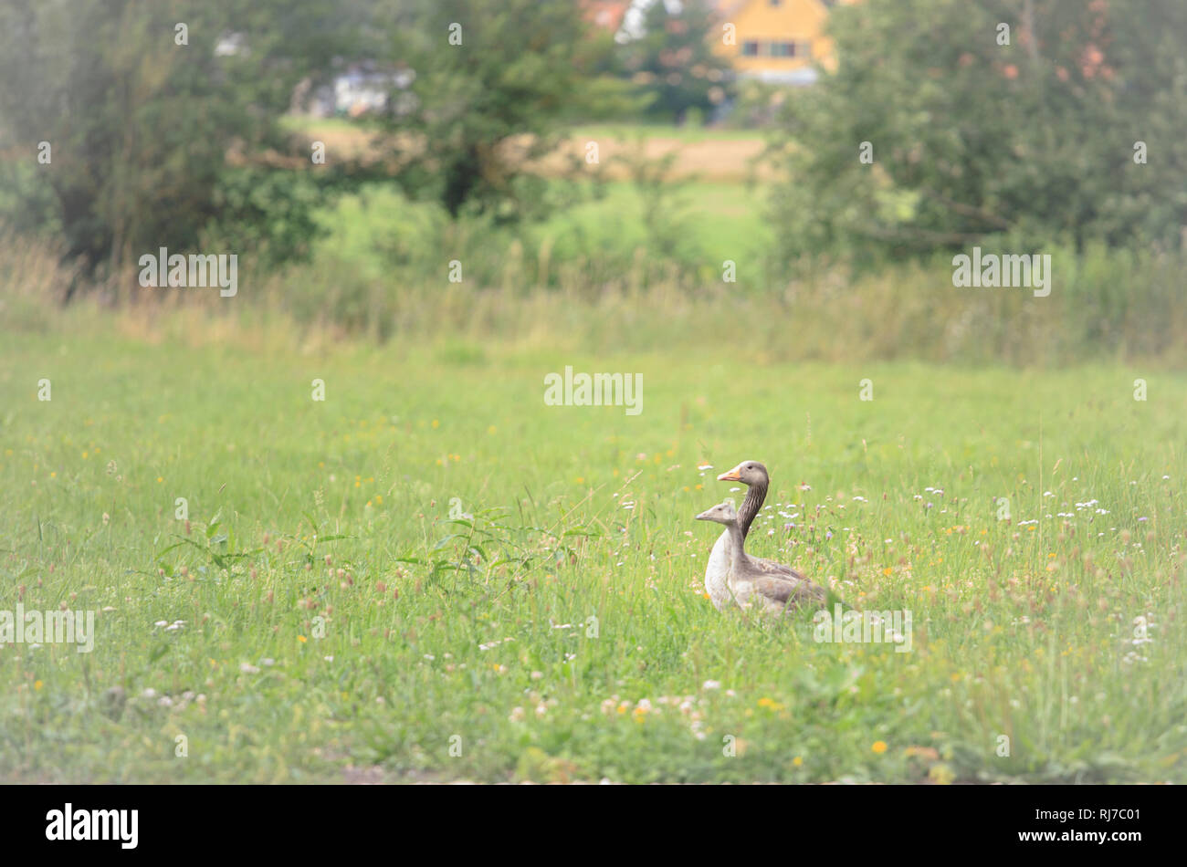 Eine Gans und ihr Nachwuchs auf einer grünen Wiese, Banque D'Images