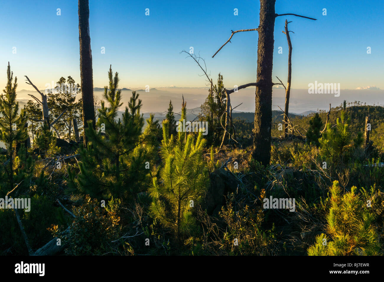 Große Antillen, Karibik Dominikanische Republik, Zentralkordillere,, Sonnenaufgang auf dem Pico Duarte Banque D'Images