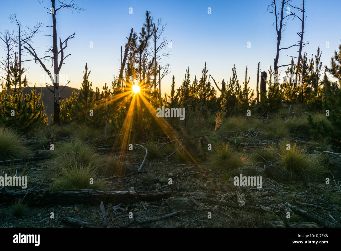 Große Antillen, Karibik Dominikanische Republik, Zentralkordillere,, Sonnenaufgang auf dem Pico Duarte Banque D'Images