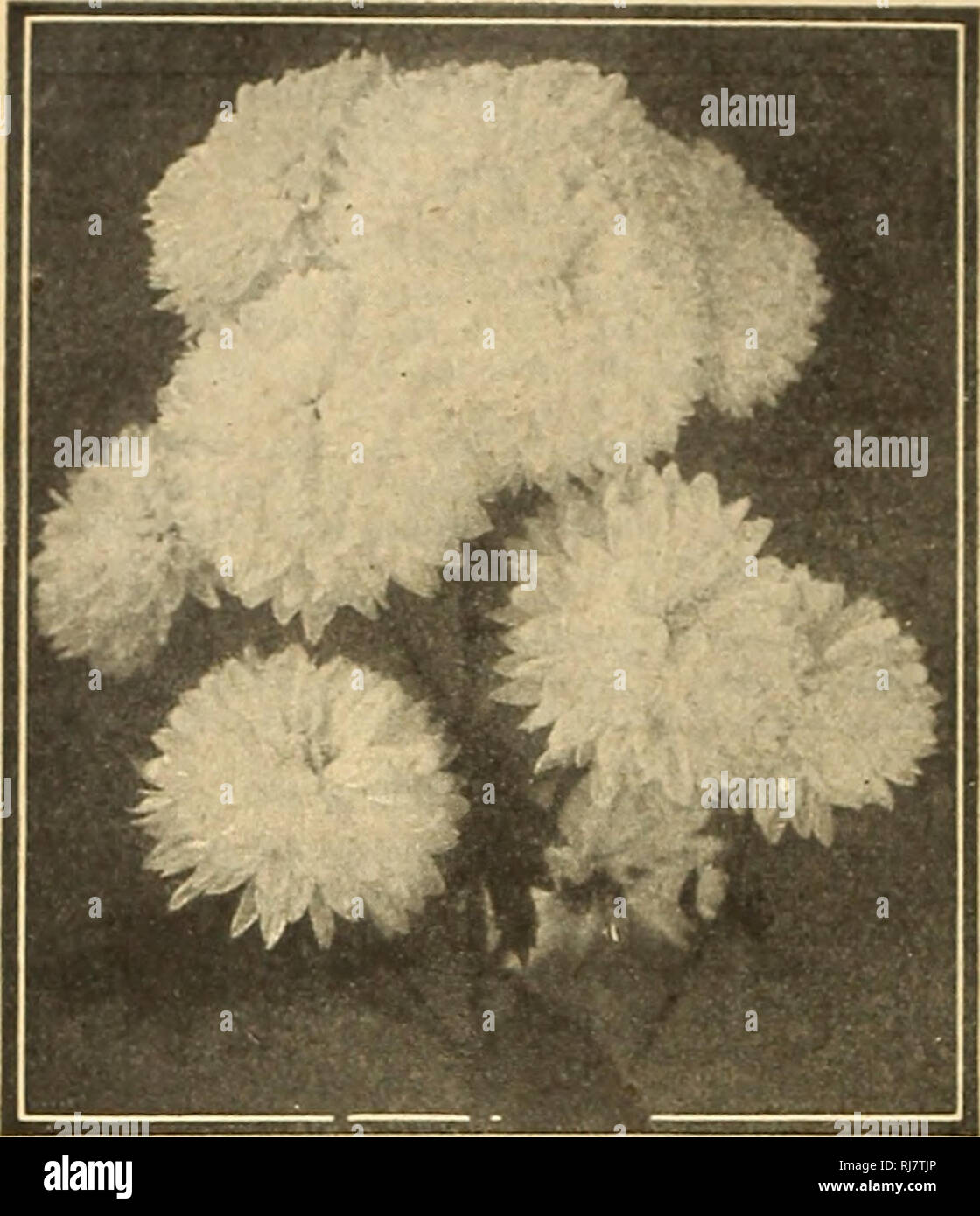 . Childs' 1924. Catalogues commerciaux ; les graines forestières (Horticulture) ; Catalogues Catalogues Catalogues de graines, fleurs, légumes, fruits Catalogues Catalogues ; John Lewis Childs (Cabinet) ; catalogues commerciaux ; pépinières (Horticulture) ; les graines, fleurs, légumes, fruits. Plantes vivaces rustiques. Lillian Doty Amérique hybride Notre Couverture arrière Collection. Nous avons une réputation nationale pour le nombre de nouveaux Chrysanthe- mums nous avons produit et la perfection à laquelle nous avons développé un grand nombre d'autres. Nos stocks sont connus pour leur rusticité et de la vigueur. Barbara Bromfield 119241. Un vrai véritable nouveauté de notre propre Banque D'Images