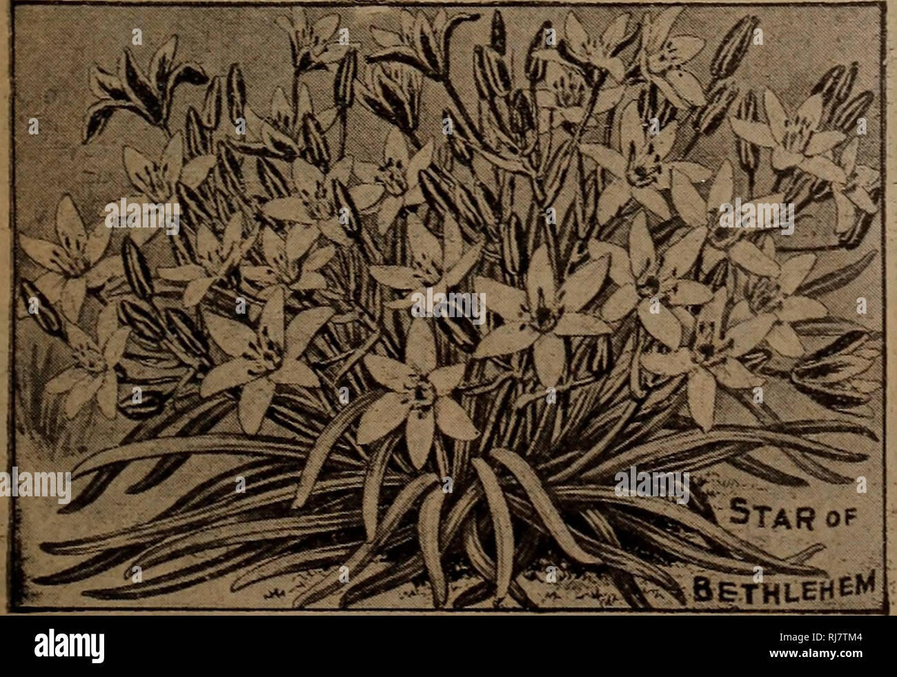. Childs' automne bulbes qui fleurissent plantes arbustes fruits etc.. Catalogues commerciaux ; les graines forestières (Horticulture) ; Catalogues Catalogues ; graines légumes bulbes (plantes) Seeds Graines ; catalogues ; Catalogues Catalogues Fleurs Fruits Graines ; catalogues ; John Lewis Childs (Cabinet) ; catalogues commerciaux ; pépinières (Horticulture) ; légumes ; bulbes (plantes) ; semences ; fleurs ; fruits. ORNITHOGALUM ARABICUM Bulbes grand et solide ; fleurs dix-huit à twen- ty-quatre pouces de haut, fort et élégant, portant une im- mense de cluster, grandes fleurs blanc-nacré, ayant un jet-centre noir. Les fleurs individuelles garder perfec Banque D'Images