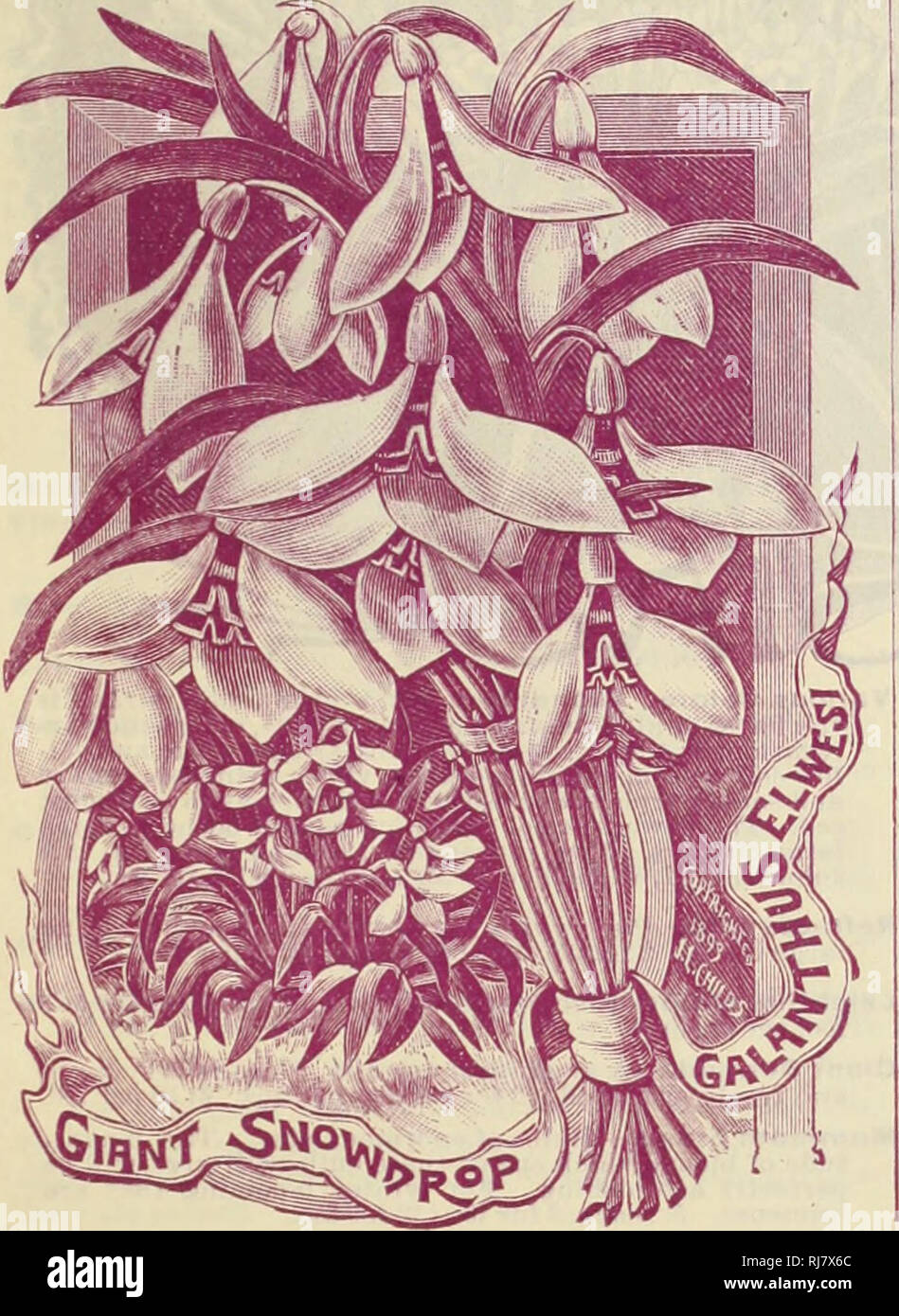 . Childs' automne catalogue de bulbes qui fleurissent, 1899. Pépinières (Horticulture) ; Catalogues Catalogues ampoules (plantes) ; John Lewis Childs (Cabinet) ; pépinières (Horticulture) ; Ampoules (plantes). L'allium NEAl'OLITANUM Neapolltanum-, les gens l'apprécient parce qu'est si certain de fleurir "tml tellement daintily joli. C'est robuste à l'extérieur, mais. en- portes est le moyen le plus facile de tous les bulbes de croître. Trois ou quatre peuvent être placées dans un pot de 81 cm-i. Les tiges lieu à une hauteur de dix-huit pouces, compte de belles ombelles de ciel étoilé (abaissement de la ligne blanche, qui restent un mois parfait. Hermettl-comme le ci-dessus, mais d'une couleur blanc-rosé. Moly-B Banque D'Images