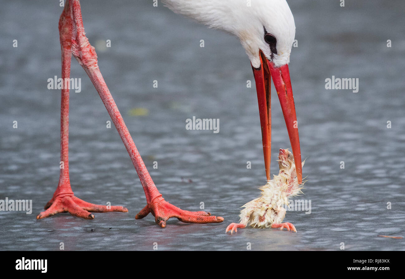 Springe En Allemagne 05 Fevr 2019 Une Cigogne Blanche Ciconia Ciconia Mange Dans Le Vol Libre