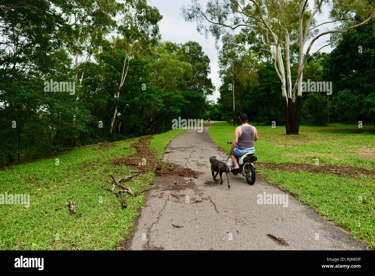 Un homme conduit une petite moto en marchant un chien, Townsville, Queensland, Australie. 5 Février, 2019. L'inondation a continué de s'aggraver à mesure que le déluge a continué et plus d'eau a été libéré de l'enflement du barrage de la rivière Ross pour empêcher l'échec de la mur de barrage. Les résidents d'évaluer les conséquences de la destruction alors que l'armée de terre et d'autres services d'urgence patrouillent les rues Crédit : P&F Photography/Alamy Live News Banque D'Images