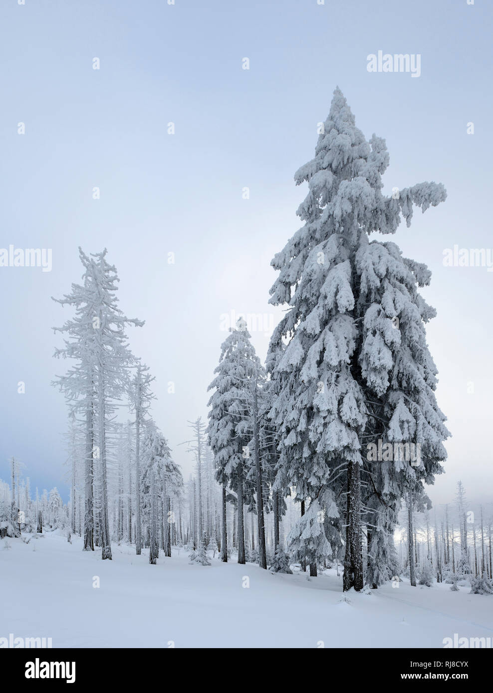 Deutschland, Sachsen-Anhalt, Nationalpark Harz, bei Schierke, Fichten mit Schnee, Nebel, tief verschneite Landschaft im Winter Banque D'Images