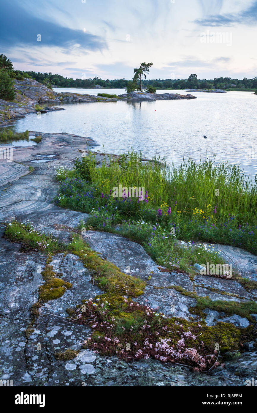 Schärengarten Tyrislöt Schweden,,, Felsen mit Blumen auf Insel Banque D'Images