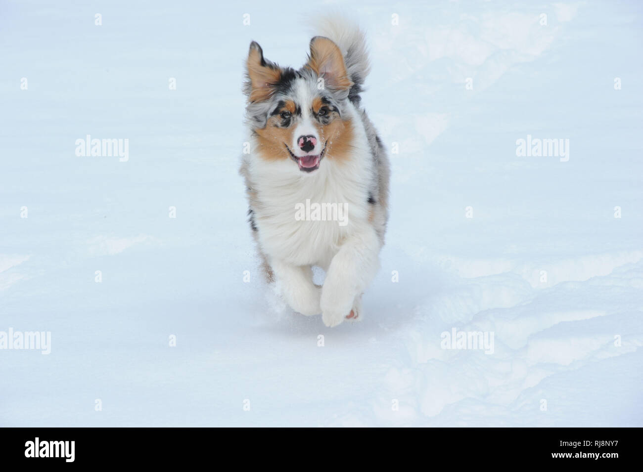 Berger Australien Hund l√§uft im Schnee Banque D'Images