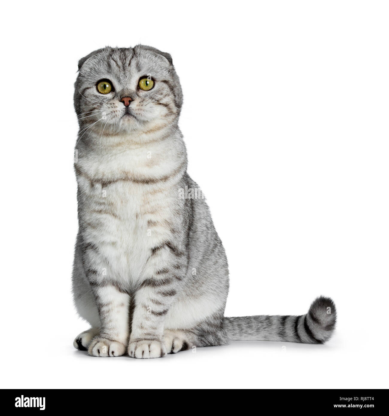 Cute young silver tabby Scottish Fold Chaton Chat assis tout droit jusqu'à la caméra à avec yeux jaunes. Isolé sur un fond blanc. À côté de la queue b Banque D'Images