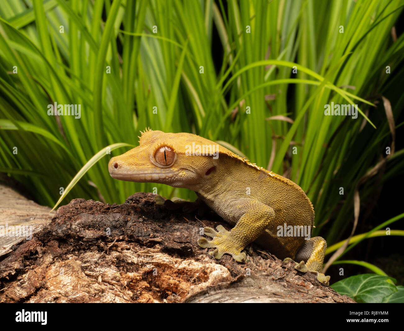 Un plan macro sur un Crested Gecko (Correlophus rhachodactylus) assis sur un journal en bois avec flore vert derrière elle Banque D'Images