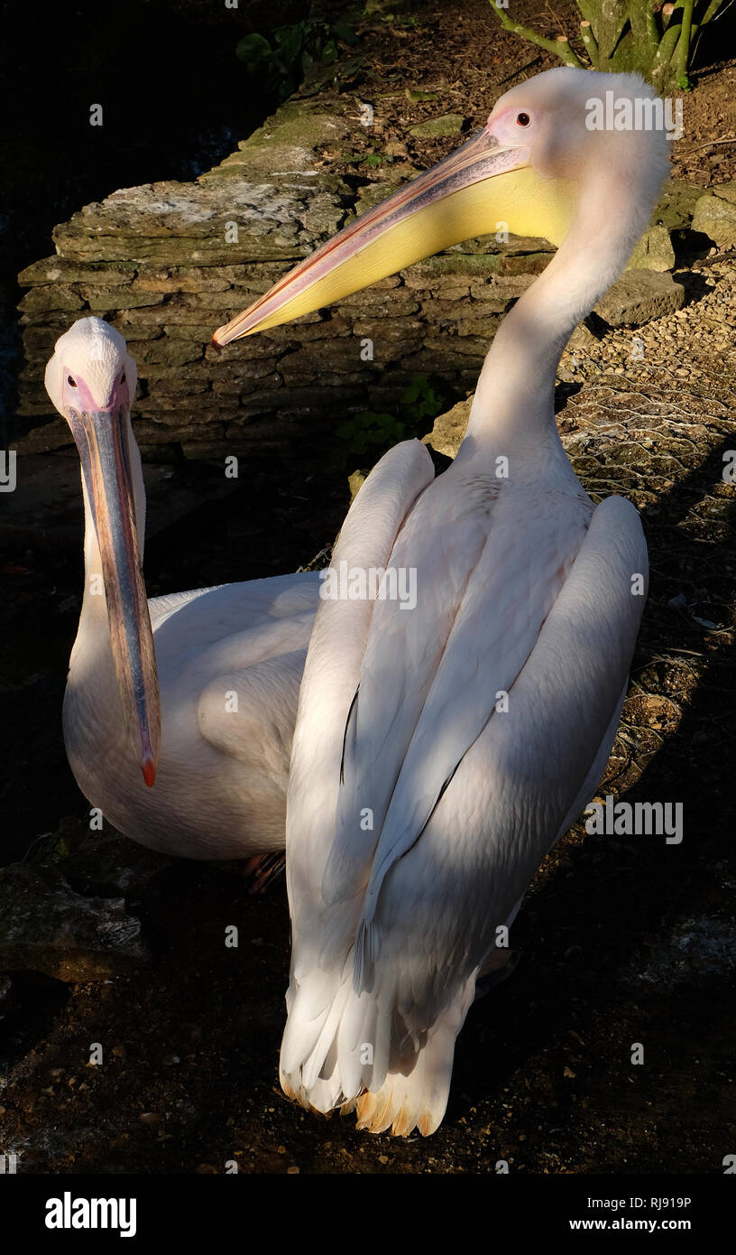 Pelican Cotswold Wildlife Park, Nr Burford, Oxfordshire, Cotswolds Banque D'Images