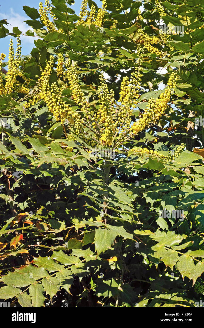 Plante en fleurs de mahonia charity Banque D'Images