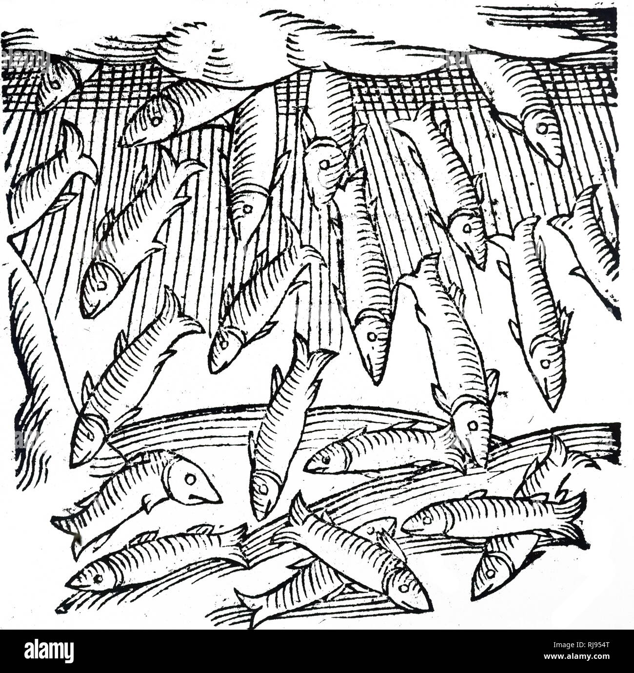 Une gravure sur bois représentant la pluie de poissons qui s'est produite en Saxe en l'an 989. En date du 16e siècle Banque D'Images