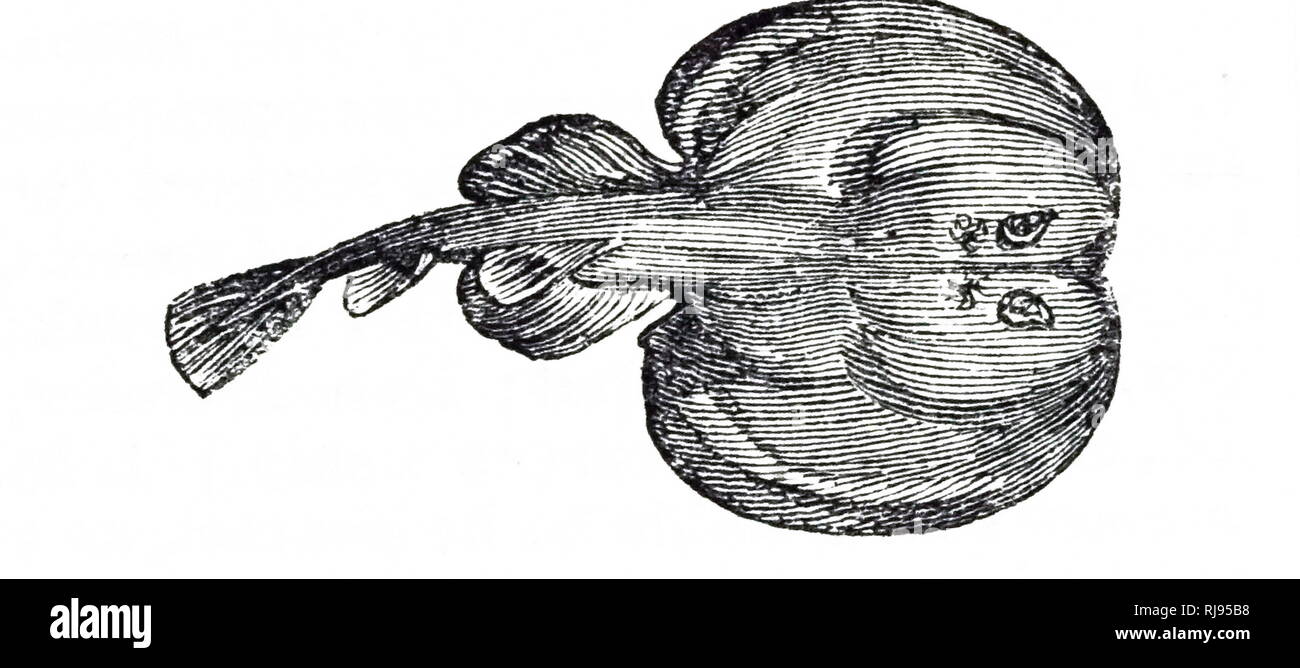 Une gravure représentant une torpille, un genre de rayons, communément connu sous le nom de rayons électriques, les rayons d'une torpille, ou des torpilles. En date du 19e siècle Banque D'Images