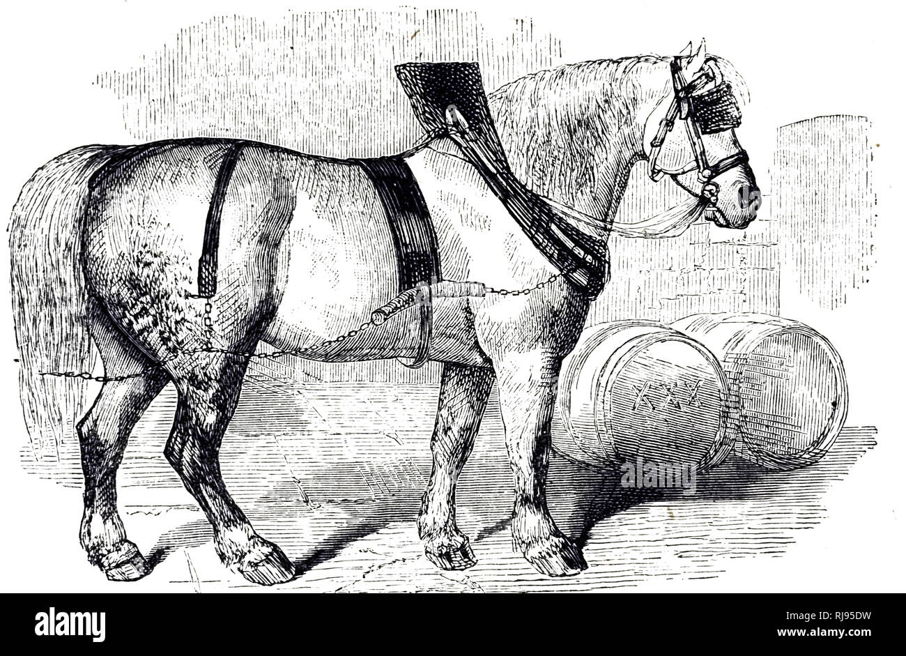 Une gravure représentant un projet de cheval, un grand cheval produites pour être un animal de travail utilisés pour le travail agricole. En date du 19e siècle Banque D'Images