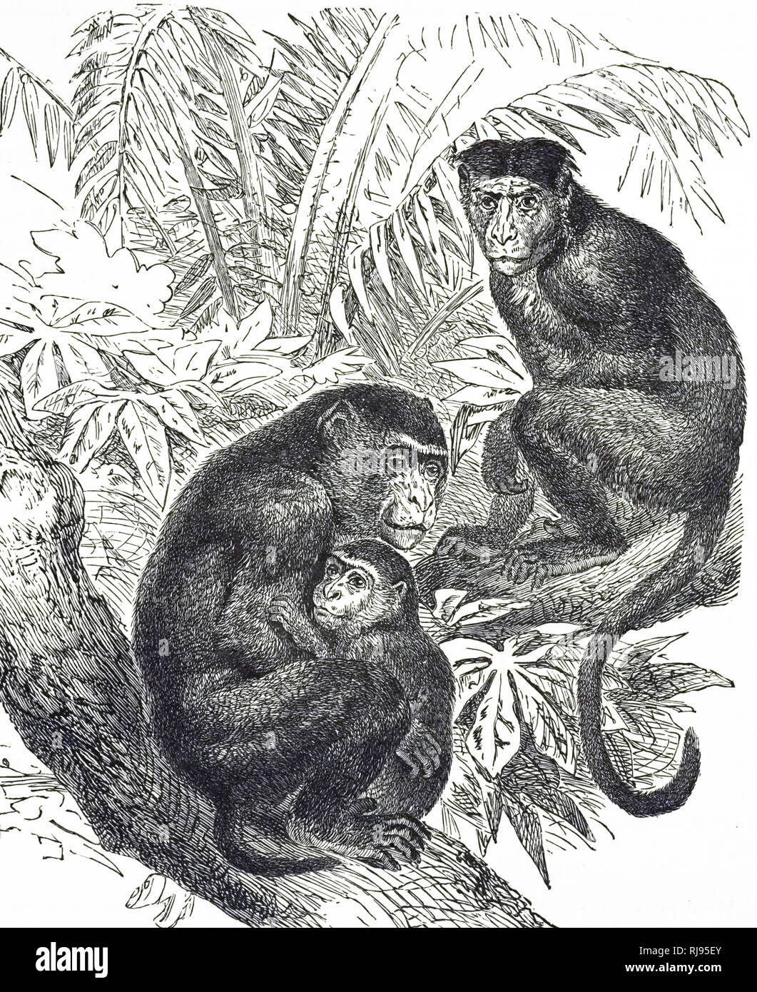 Une gravure représentant un macaque rhésus, l'un de l'espèce la plus connue de l'Ancien Monde. En date du 20e siècle Banque D'Images