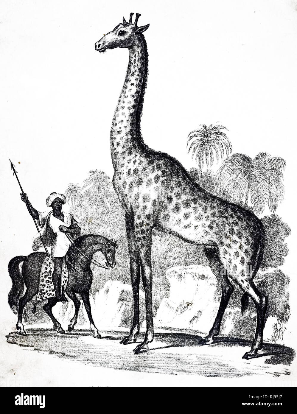 giraffe 19th century banque d image et photos alamy