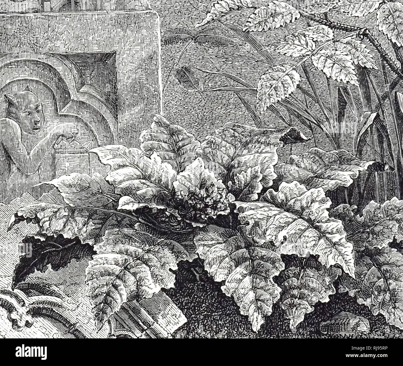 Une gravure représentant un échantillon de Mandragore (Mandragora officinarum). Mandrake root a été utilisé dans les rituels de magie, ainsi que les traditions païennes contemporain, tels que Wicca et l'Odinisme. En date du 19e siècle Banque D'Images