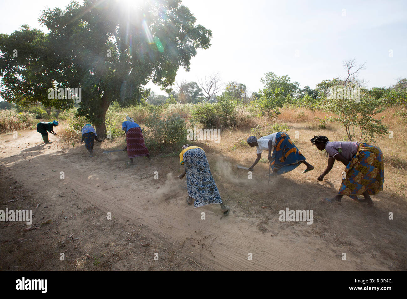 Village de Bissiga, Yako, Burkina Faso, le 29 novembre 2016 ; les membres de la forêt de femme projet d'existence de la création d'un coupe-feu. Banque D'Images