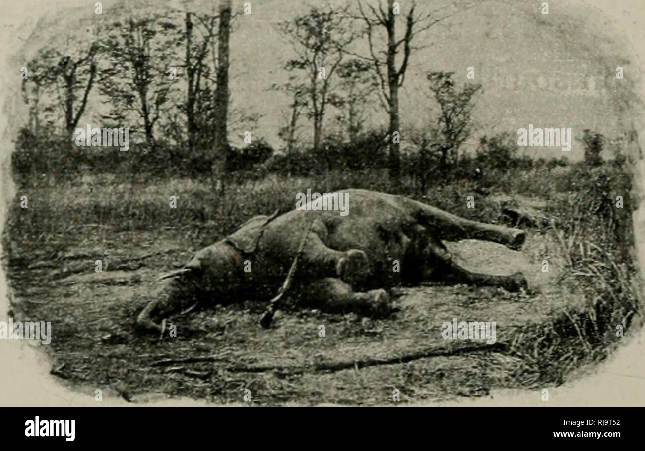 . Chasses aux grands fauves : pendentif la traversÃ©e du continent noir du ZambÃ¨ze au Congo francais. La chasse. 240 CHASSES AUX GRANDS FAUVES. prÃ©parÃ©es d'avance, rÃ©coltaient les malheureuses vic- times, qui se dÃ©battaient encore assez pour ne pas Ãªtre Ã la main saisissables. J'ai pris ainsi, d'un seul coup, jusqu'Ã 103 grosses piÃ¨ces pesant entre trois et huit livres : en gÃ©nÃ©ral, il v en avait toujours une vingtaine de ce poids. Il n'ya que les silures qui, tuÃ©s ou Ã©tour- dis par la dynamite, restent au fond de l'eau. Tous les autres poissons remontent, au moins un instant ; c'est pou Banque D'Images