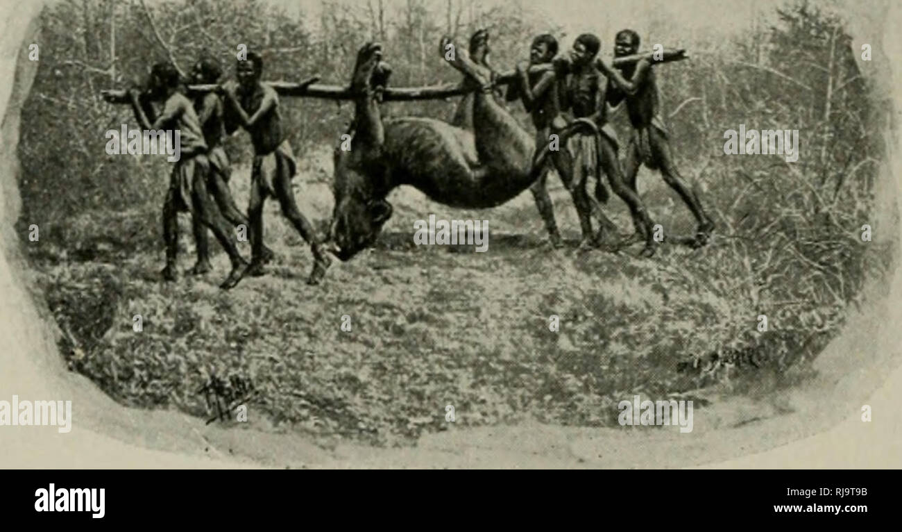 . Chasses aux grands fauves : pendentif la traversÃ©e du continent noir du ZambÃ¨ze au Congo francais. La chasse. 204 chasses aux grands fauves. Mais ces habitudes as are provided des exceptions ; on ne peut jamais prÃ©voir bien exactement ce que la fantaisie, l'instinct de la conservation ou la mÃ©fiance inspirera aux hÃ'tes de jungle africaine. .:Cà â '^ilt. EN ROUTE POUR LE CAMP .. Veuillez noter que ces images sont extraites de la page numérisée des images qui peuvent avoir été retouchées numériquement pour plus de lisibilité - coloration et l'aspect de ces illustrations ne peut pas parfaitement ressembler à l'original ne Banque D'Images