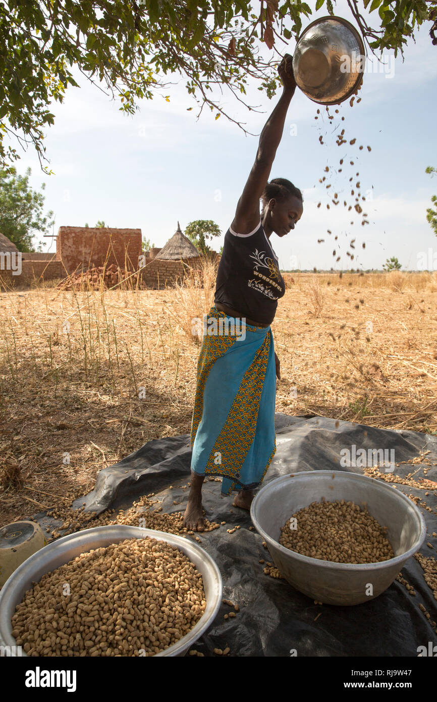 Village de Bissiga, Yako, Burkina Faso, le 29 novembre 2016 ; un villageois winnows ses cacahouètes récolte. Banque D'Images