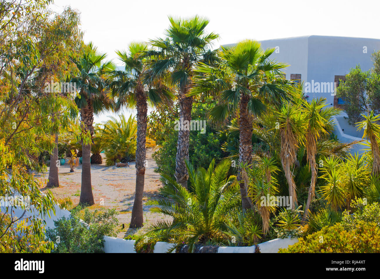 Villa de luxe avec des palmiers dans la région de Messénie Grèce Banque D'Images