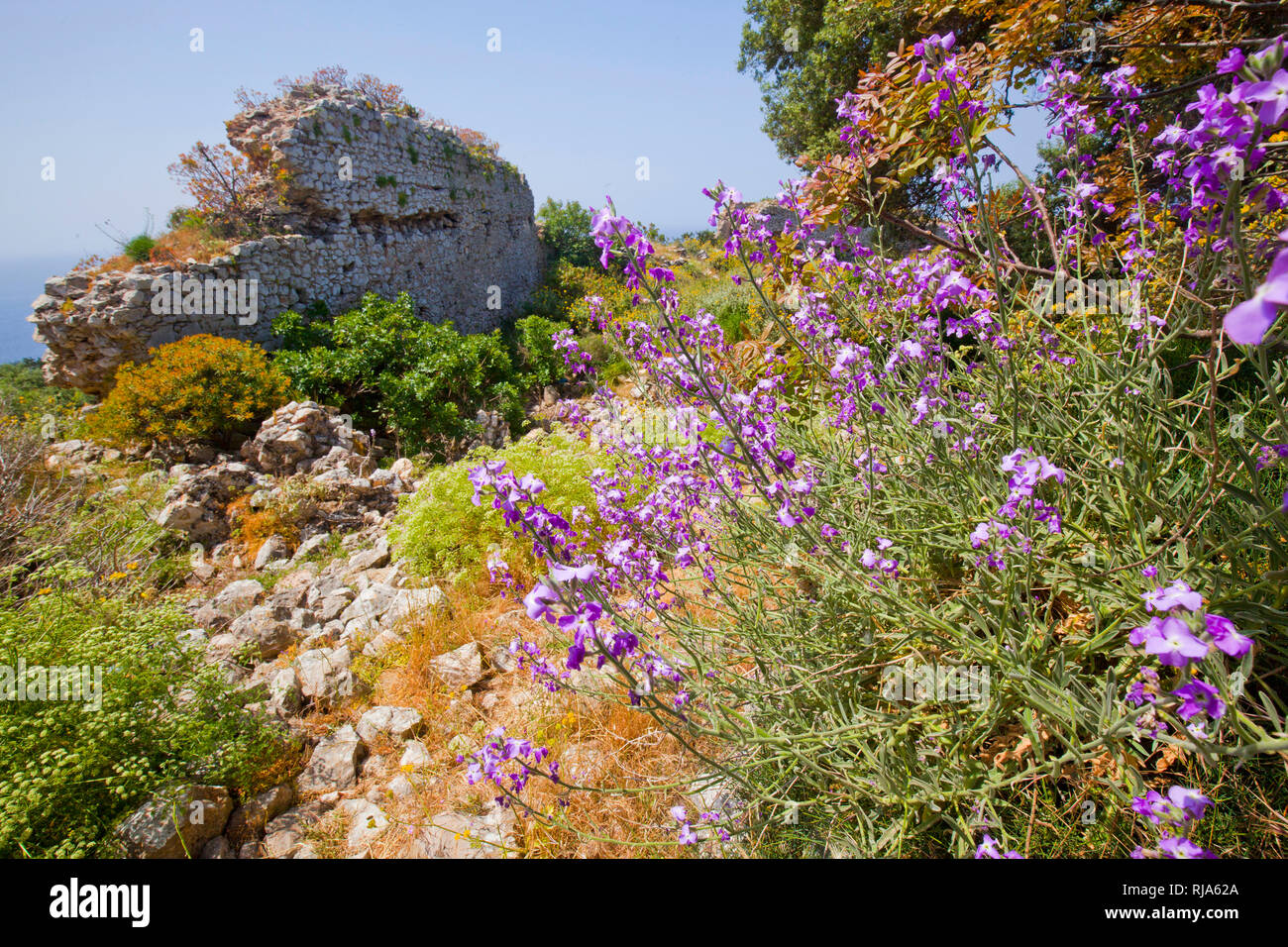 L'adiante cheveux sauvages en stock la ruine de Paléo KÃ stro en Grèce Banque D'Images