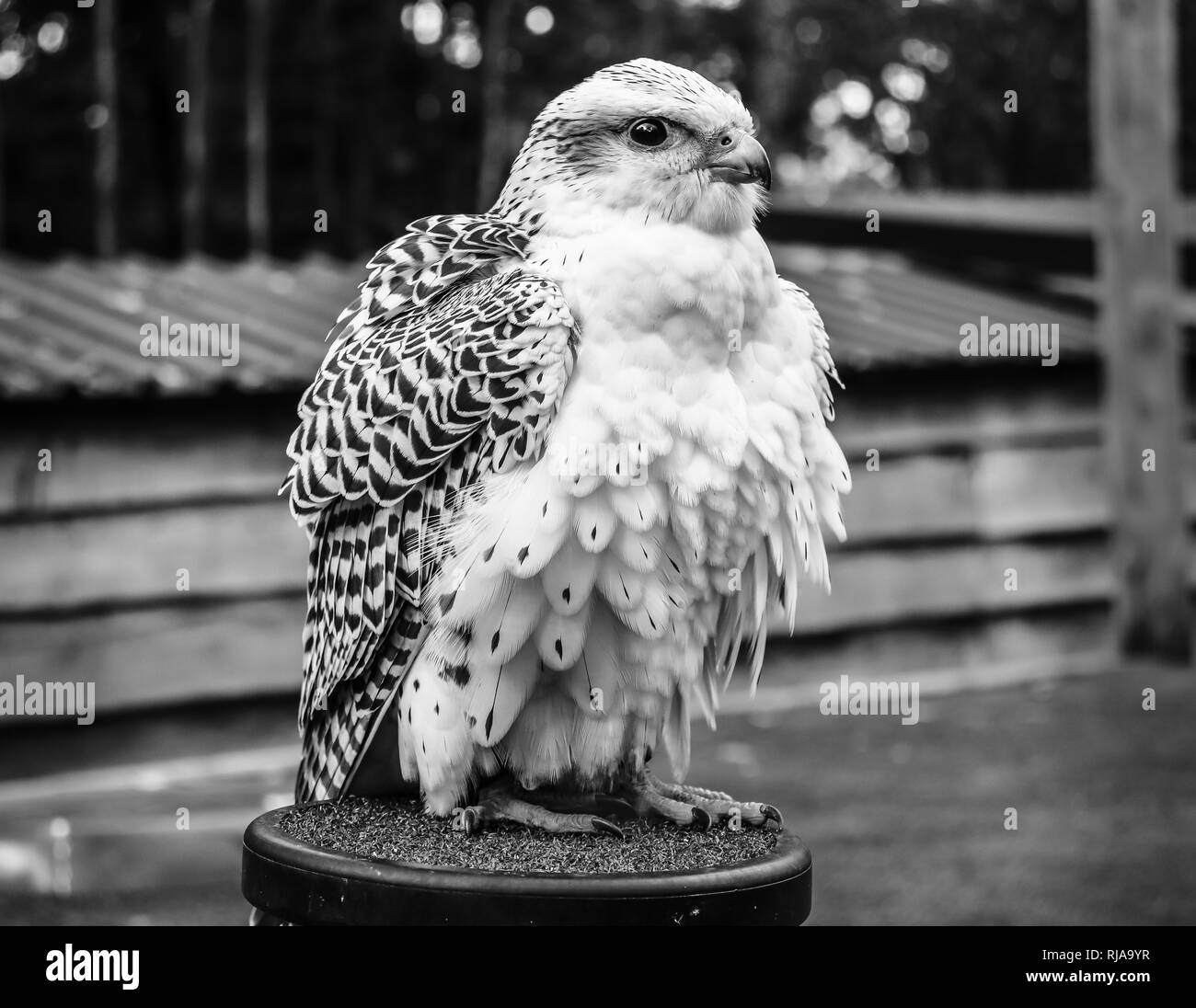 Photo en noir et blanc portrait d'oiseau Banque D'Images