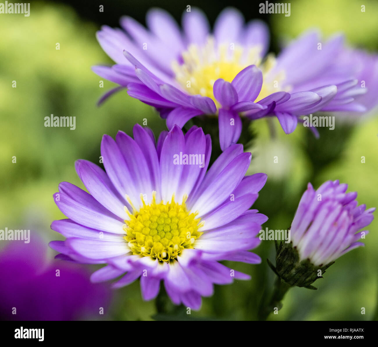 Fleurs Aster ponceau à l'affiche au festival des Fleurs de Blenheim. Banque D'Images